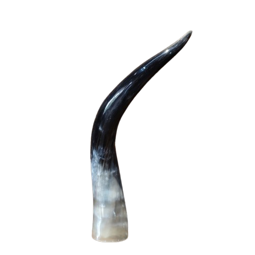 16 Long Natural Buffalo Horn Home Decor Item with Real Horns Showpieces for Decoration Best for Home Decor thumbnail 1